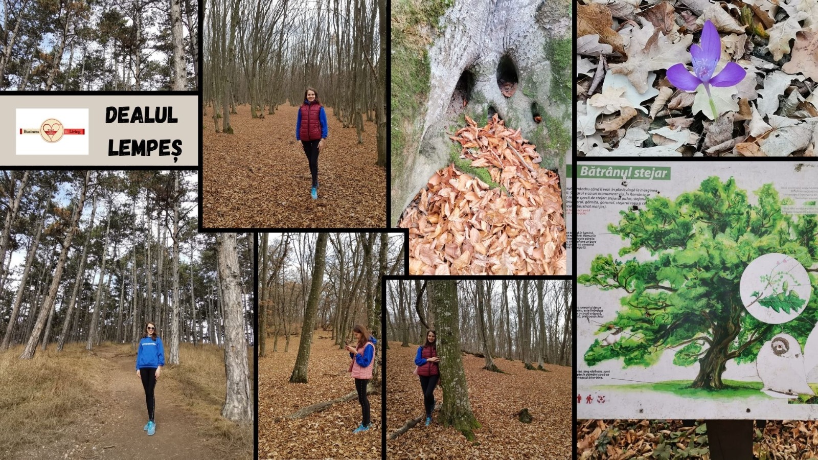 Bună drag cititor, Astăzi vă voi reaminti despre:Dealul Lempeș-un labirint forestier