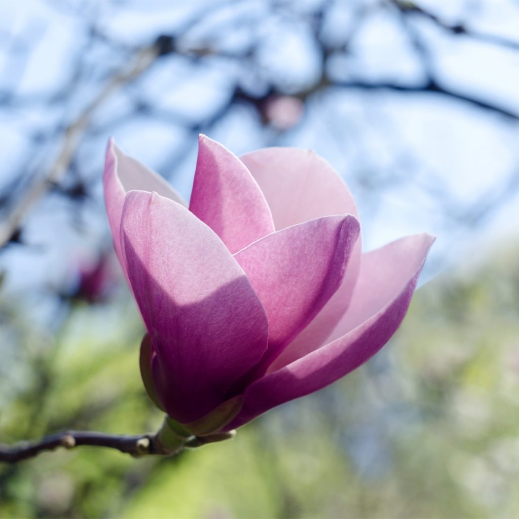 Centrul Comercial Magnolia reia inițiativa de plantare a magnoliilor în Cartierul Răcădău – 120 de magnolii vor fi plantate anul acesta