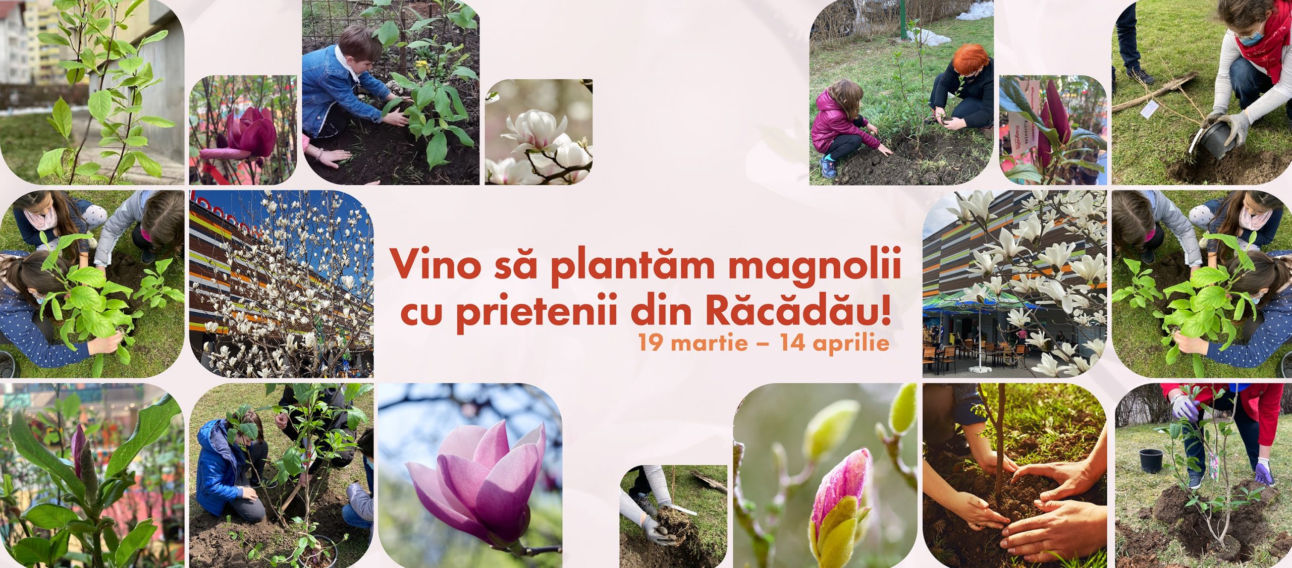 Centrul Comercial Magnolia reia inițiativa de plantare a magnoliilor în Cartierul Răcădău – 120 de magnolii vor fi plantate anul acesta